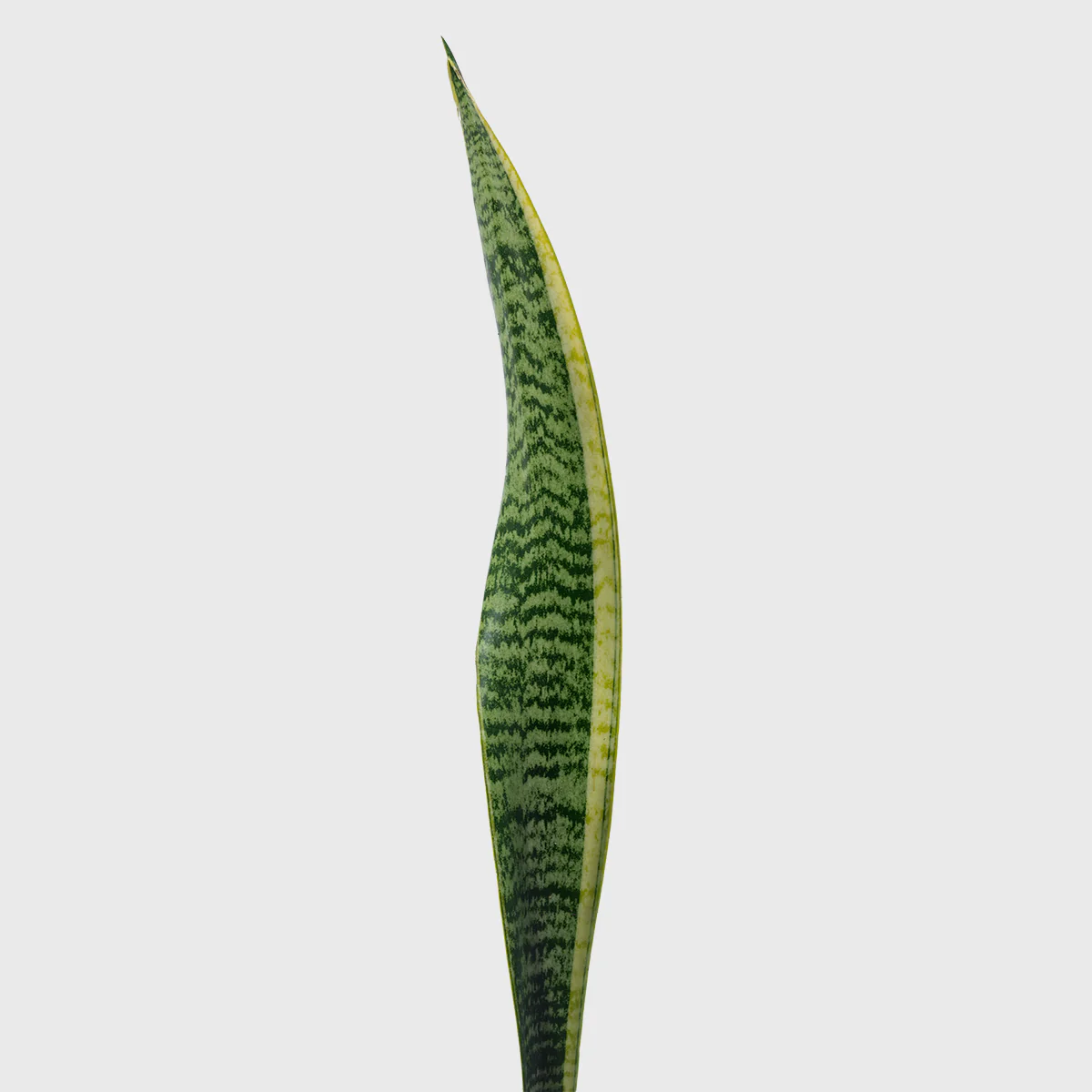 Variegated Snake Plant 8''