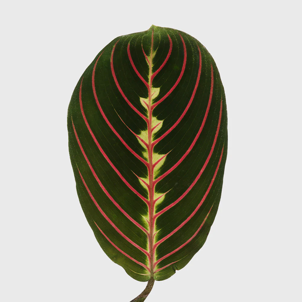 Red Prayer Maranta 4