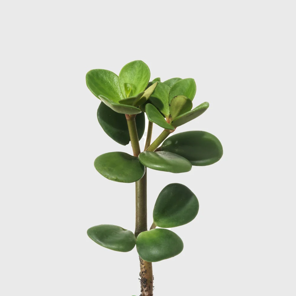 Peperomia Hope 8
