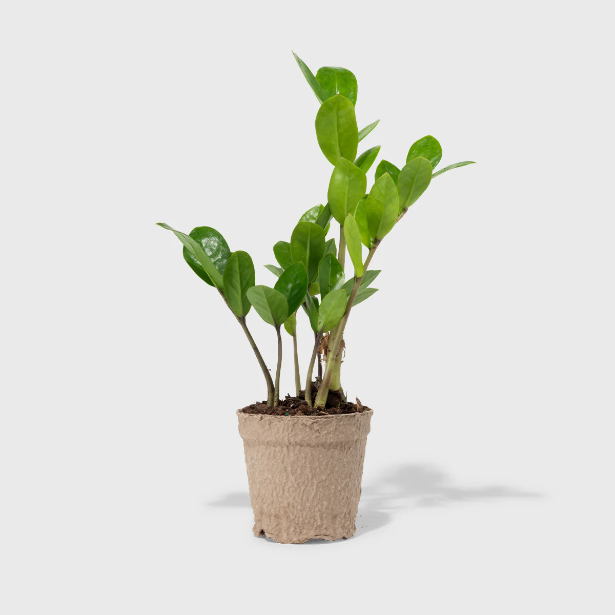 ZZ Plant 4