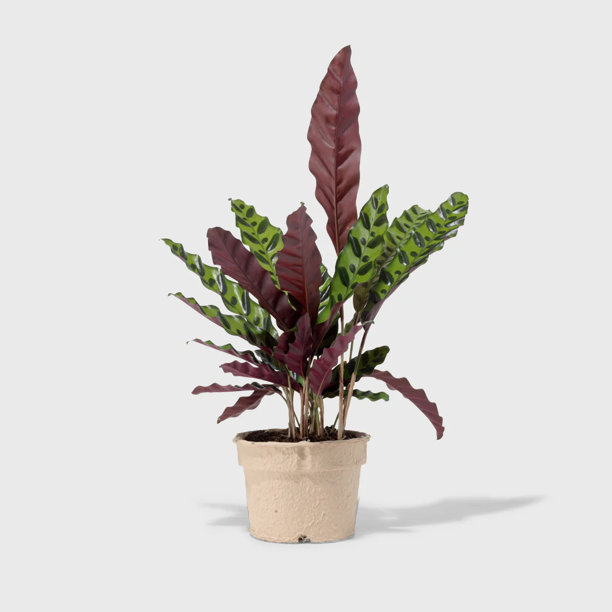 Rattlesnake Plant 6