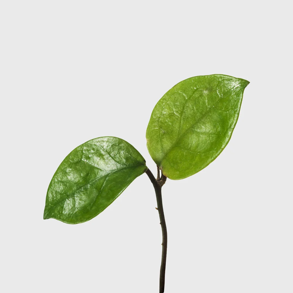 Wax Vine 6