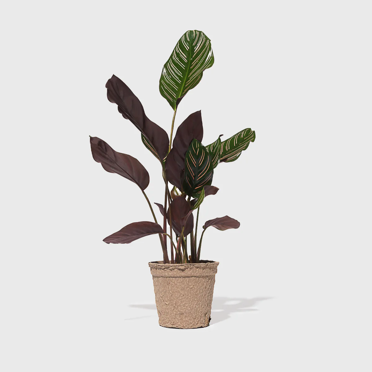 Pinstripe Prayer Plant 4