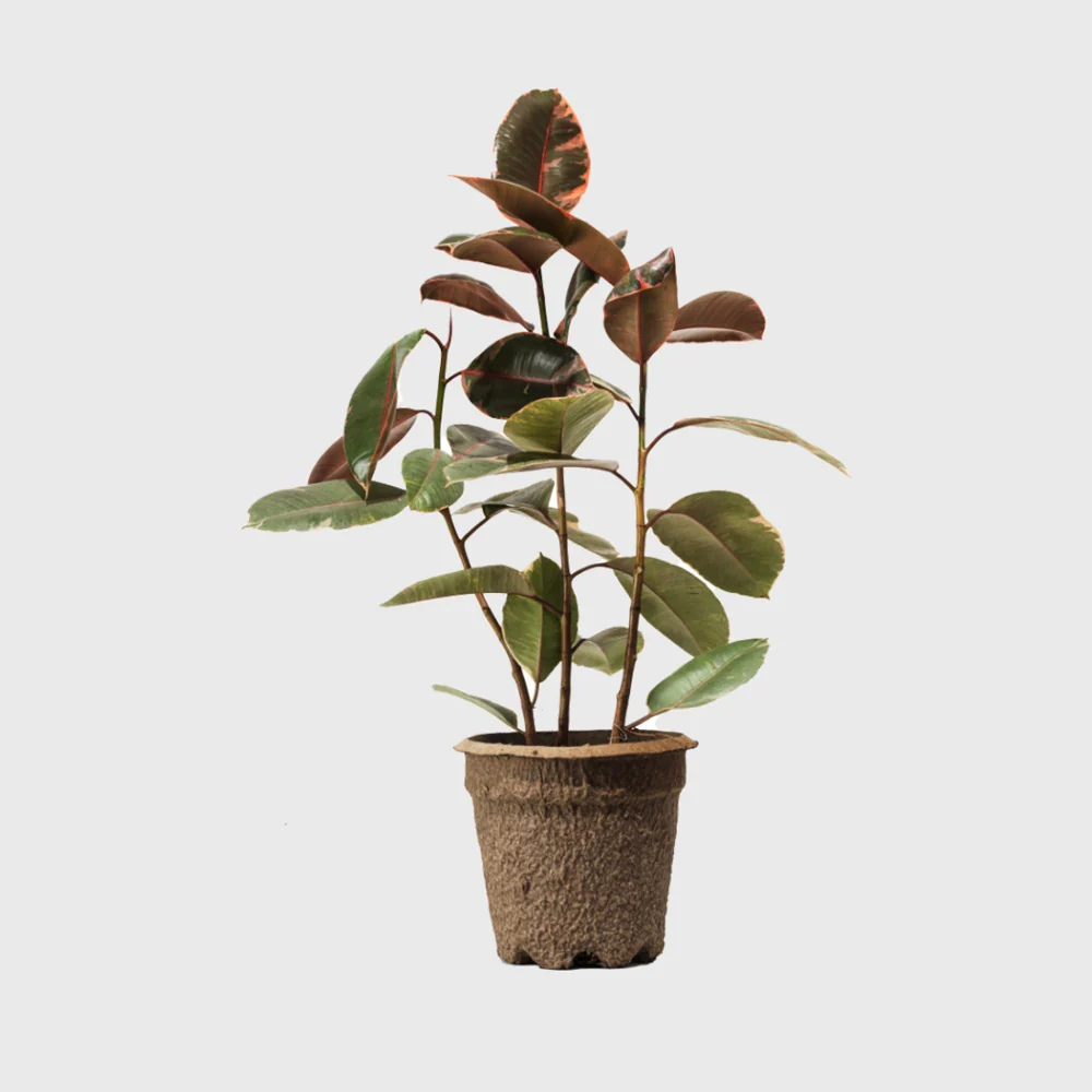 Ruby Pink Rubber Tree 8