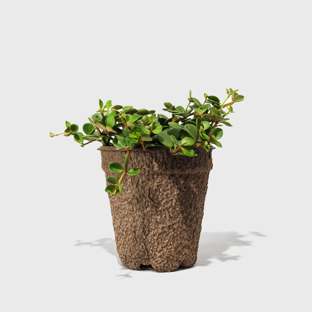 Peperomia Hope 8