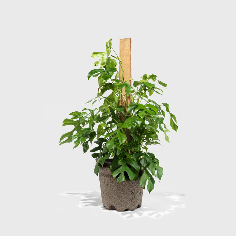Philodendron Piccolo 8