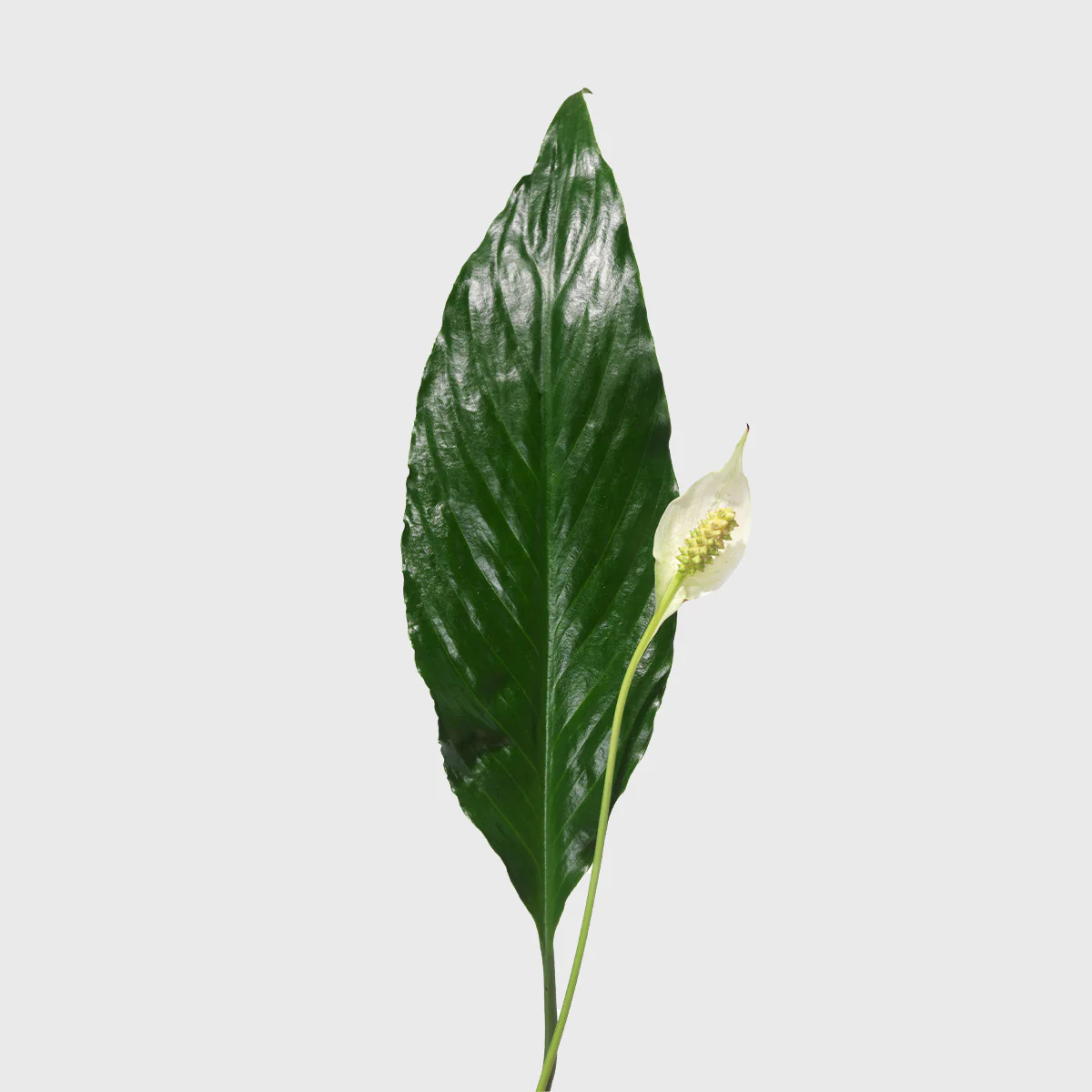 Peace Lily 6