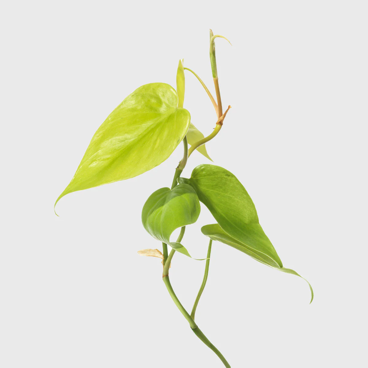Philodendron Neon 8