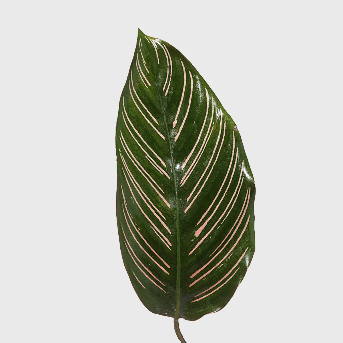 Pinstripe Prayer Plant 4
