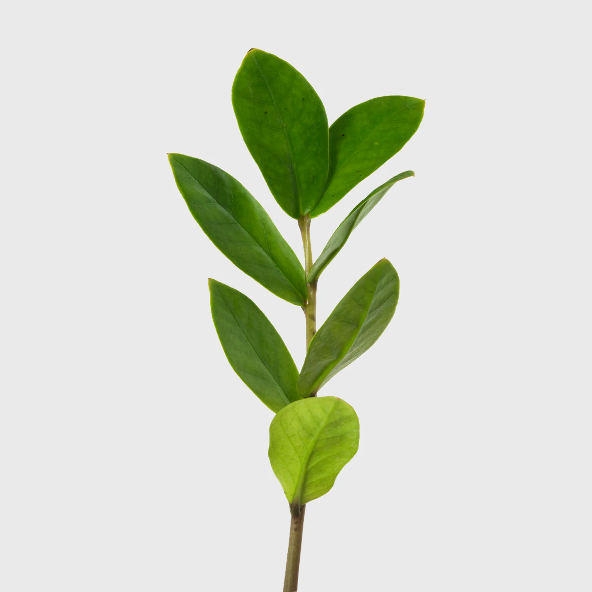 ZZ Plant 4