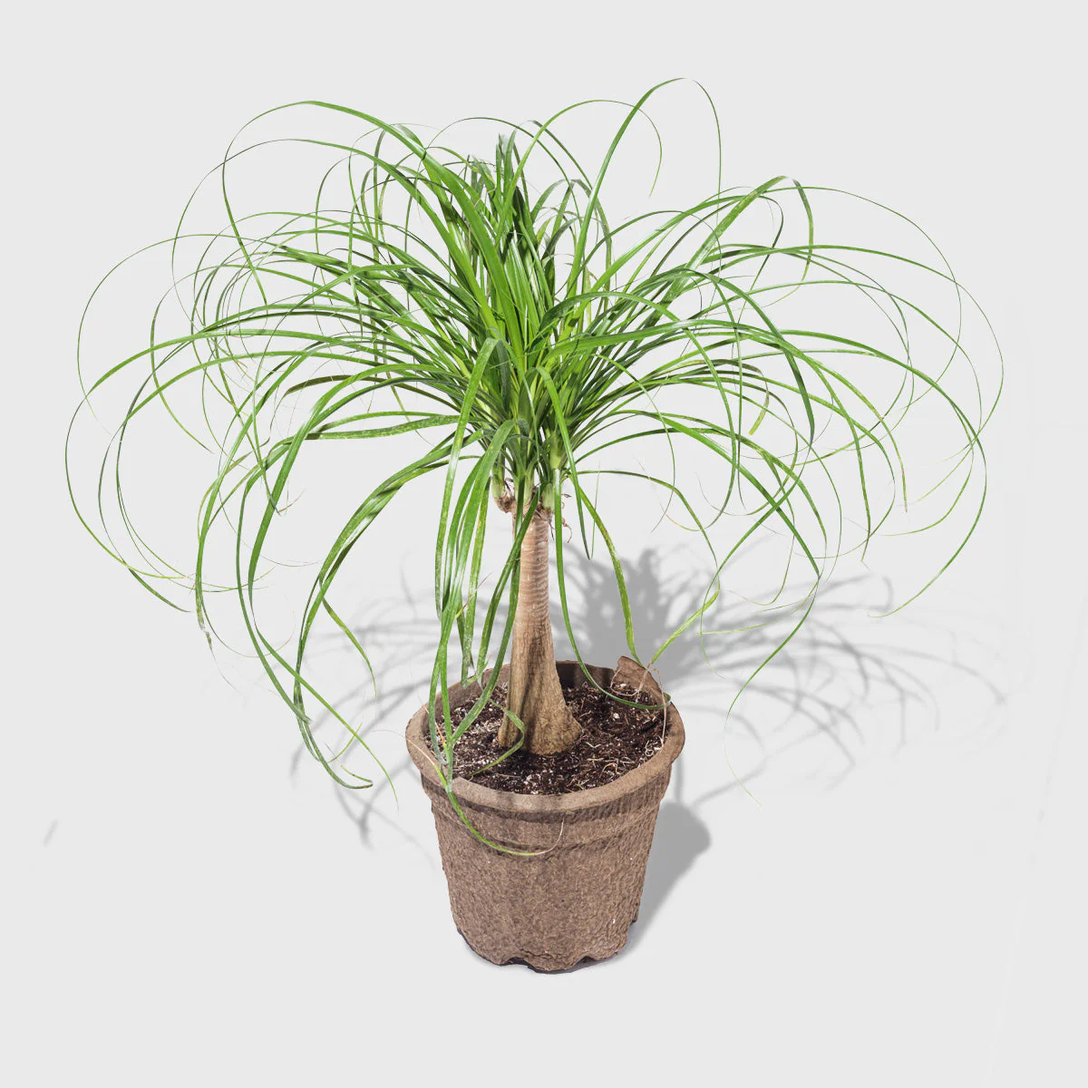 Ponytail Palm 8''