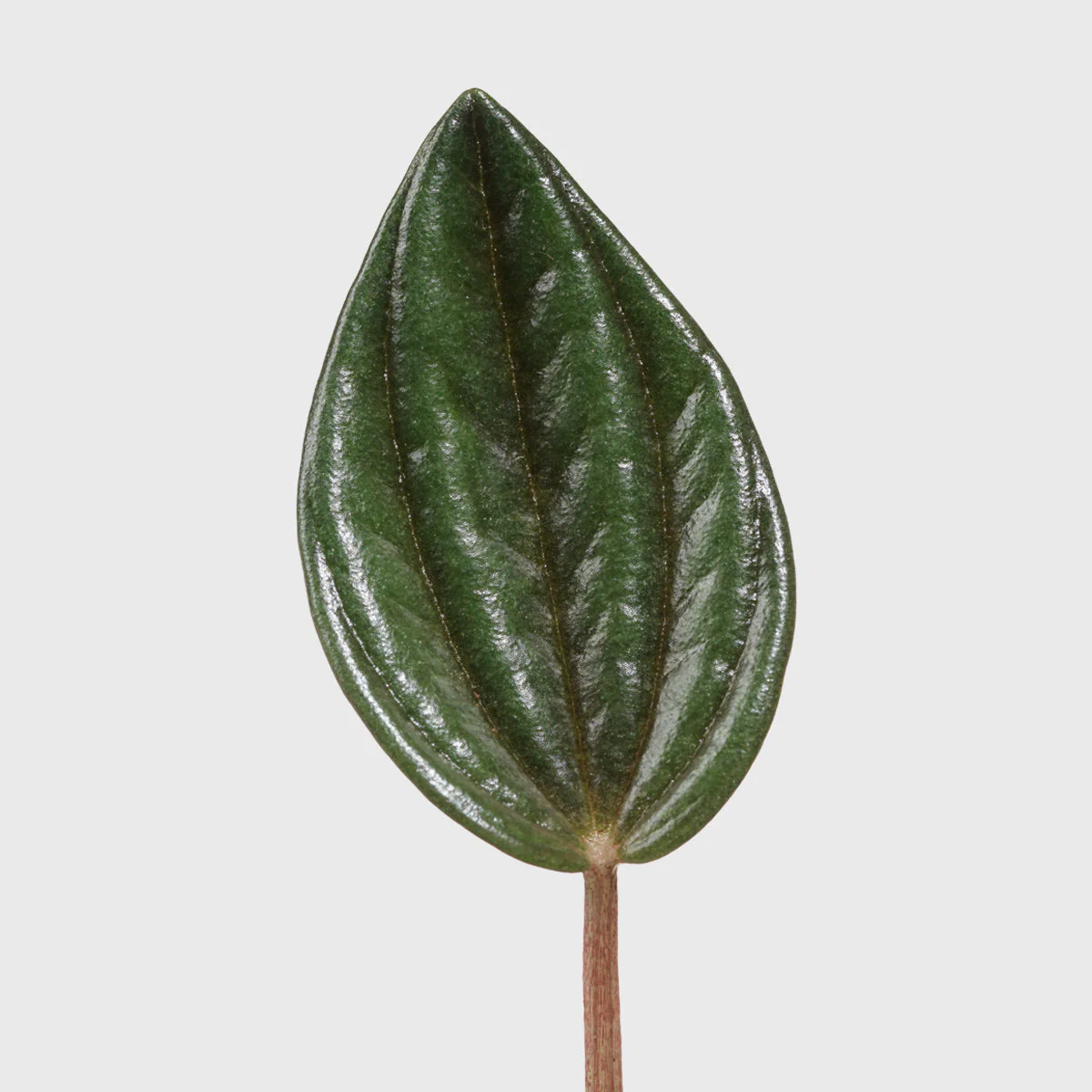 Peperomia Rosso 4