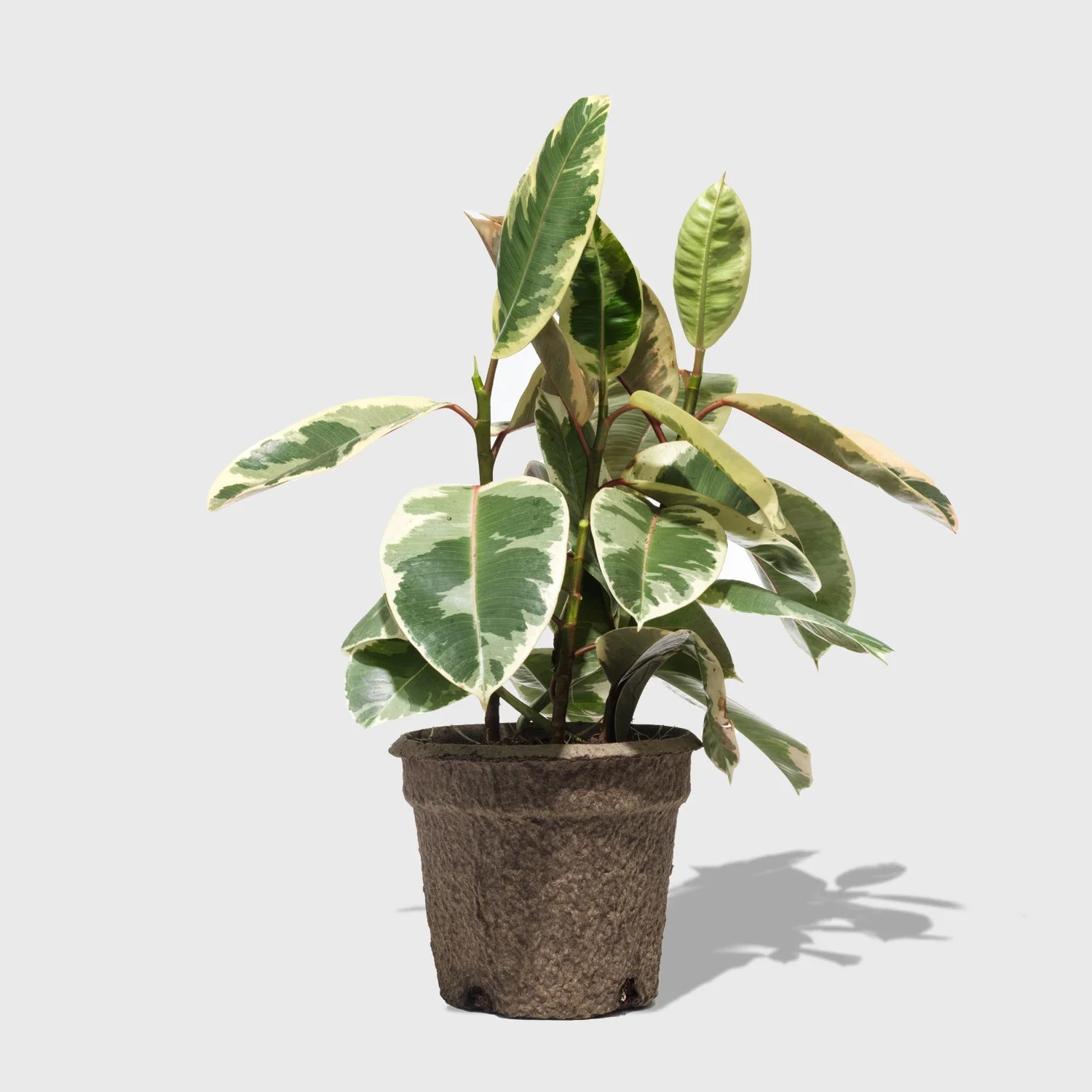 Variegated Rubber Plant 8