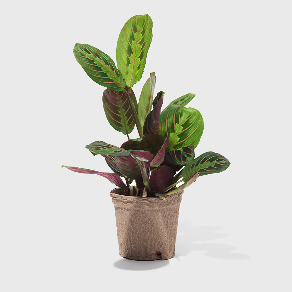 Red Prayer Maranta 4