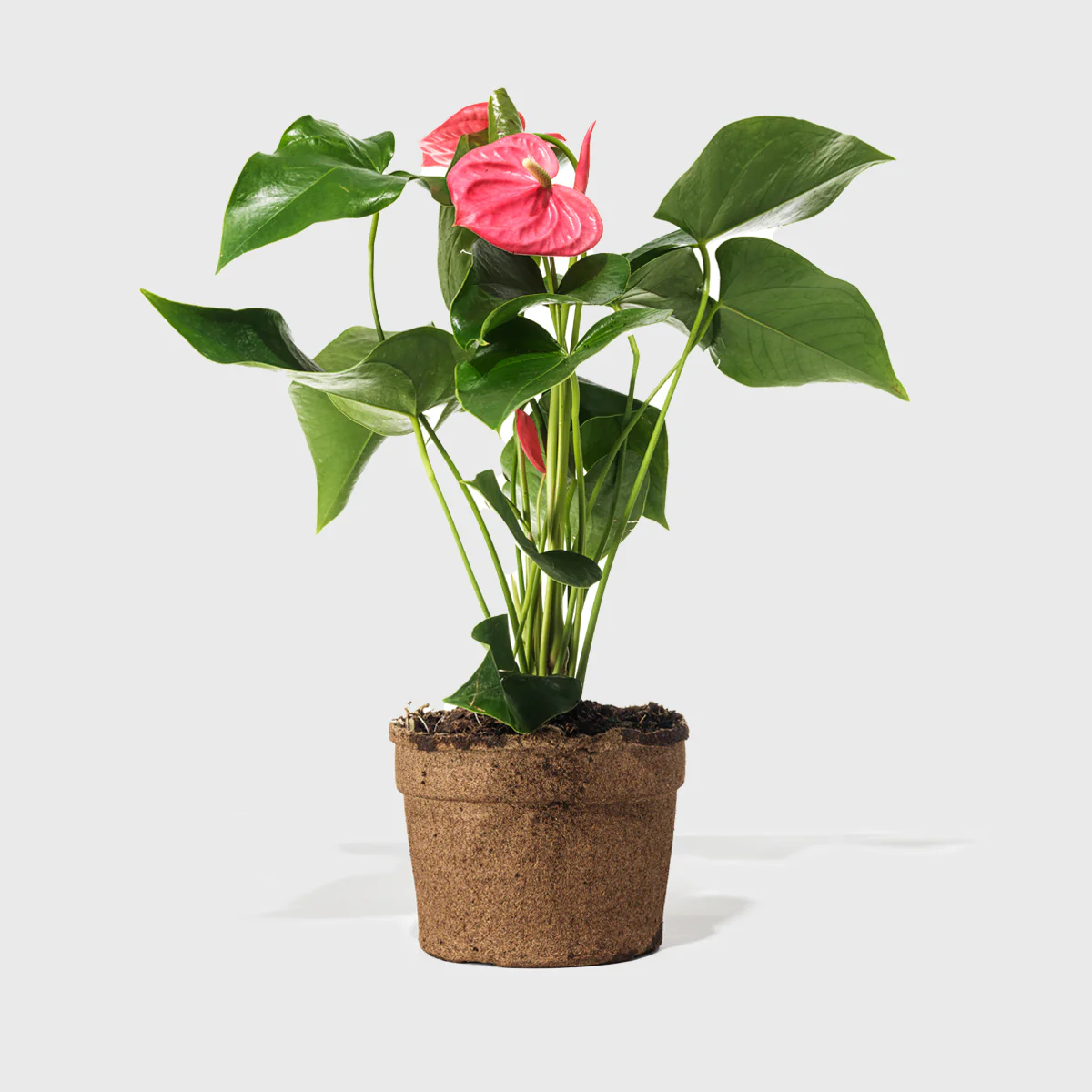 Pink Anthurium 6