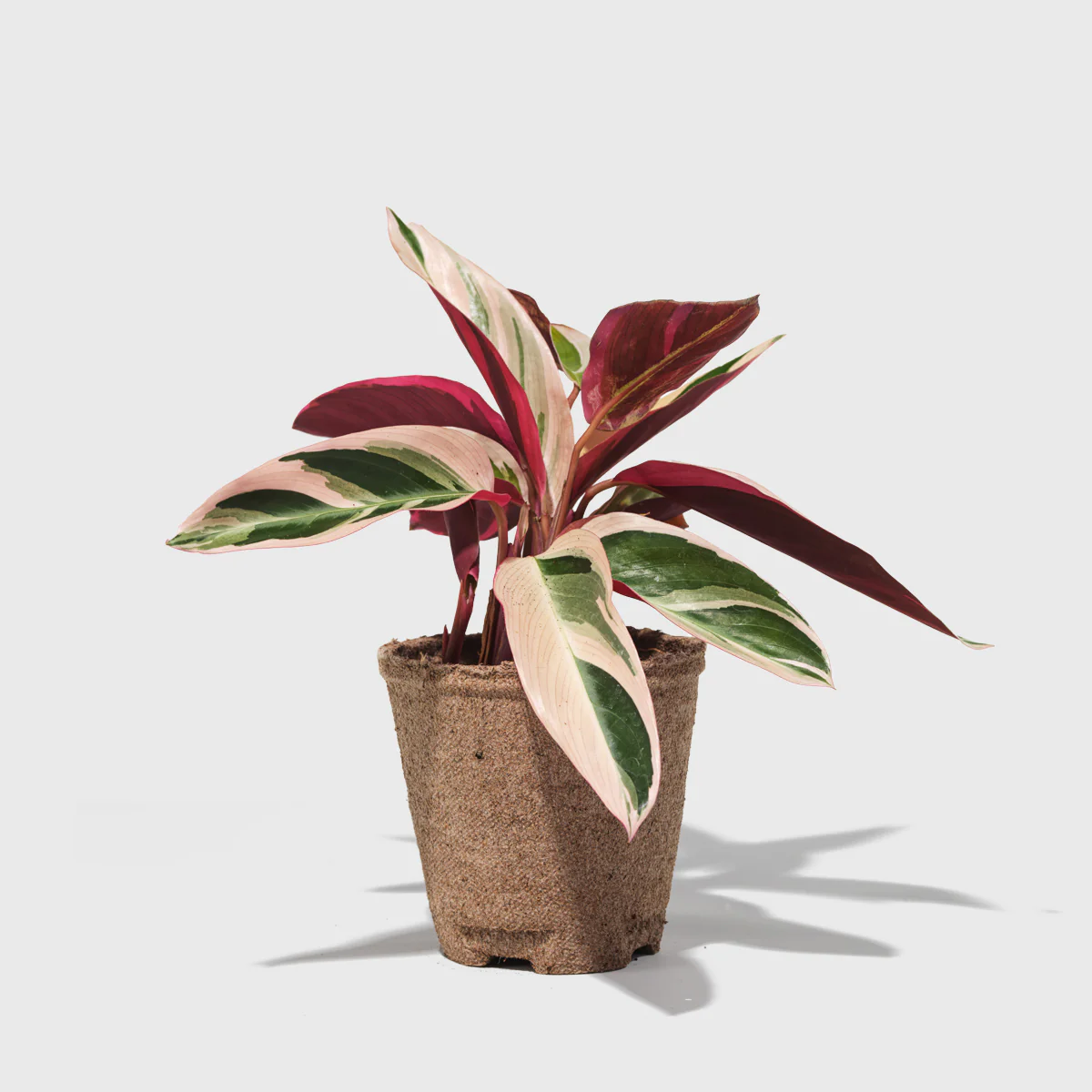 Stromanthe Triostar 4