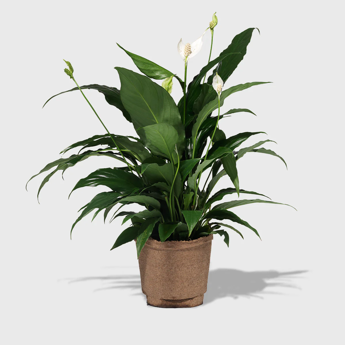 Peace Lily 6