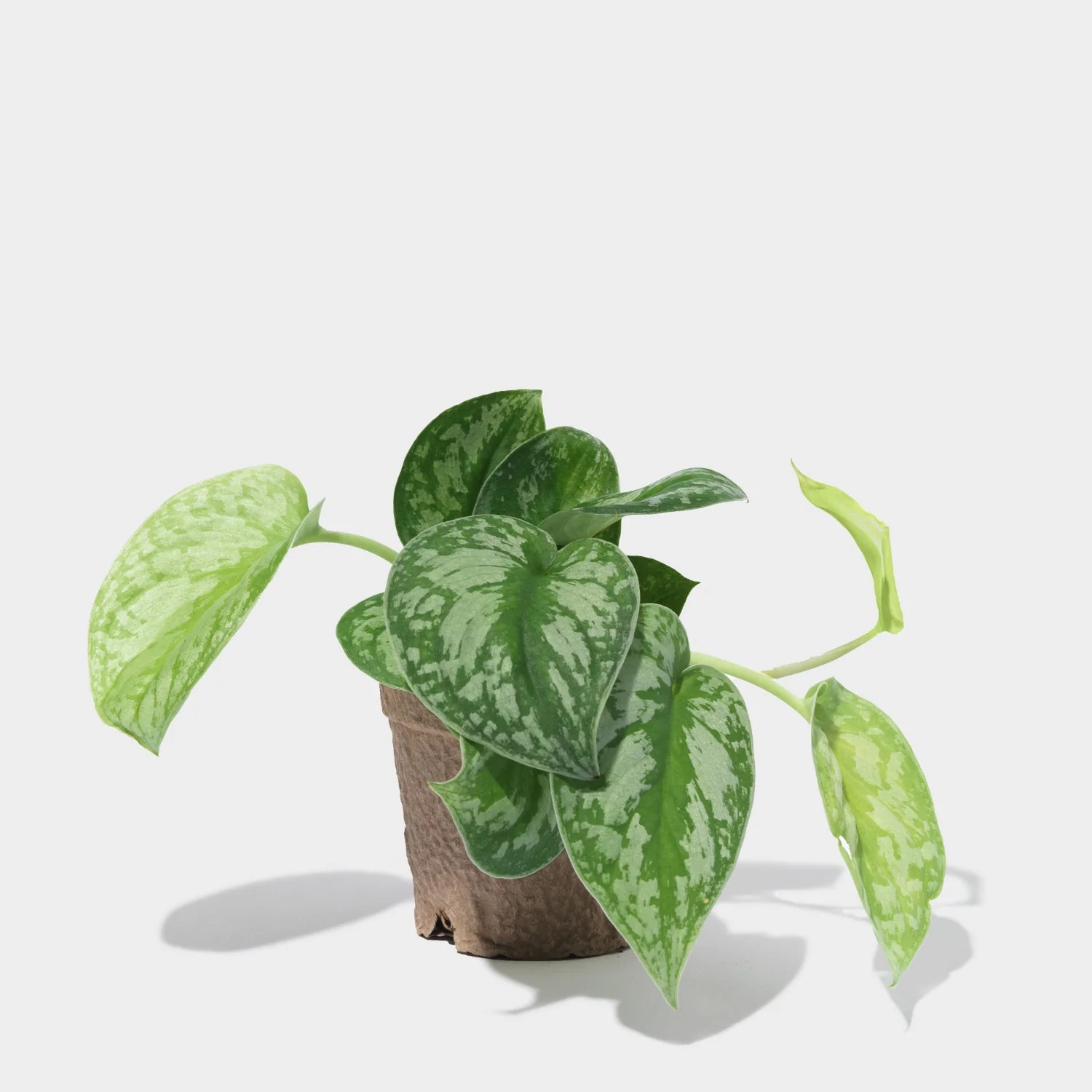 Silver Splash Pothos 4
