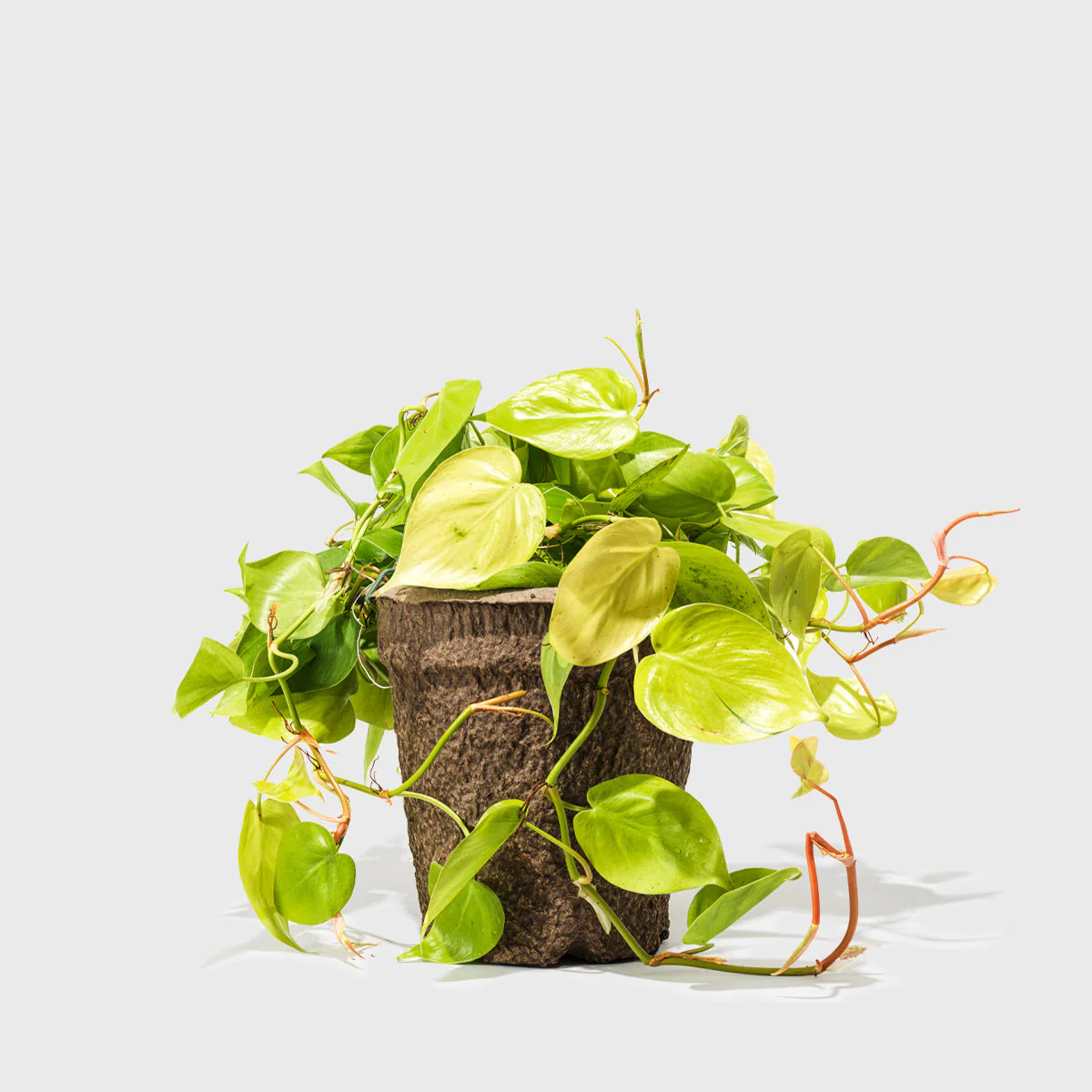Philodendron Neon 8