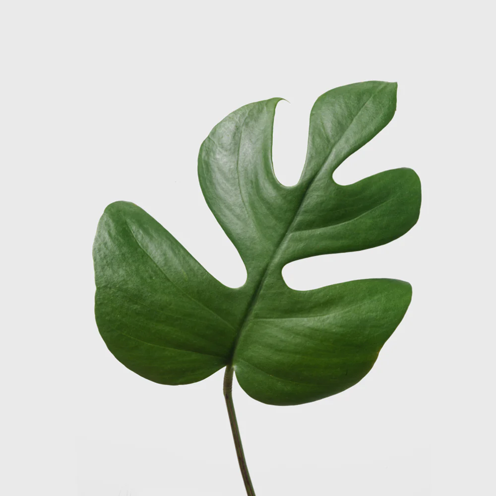 Philodendron Piccolo 8