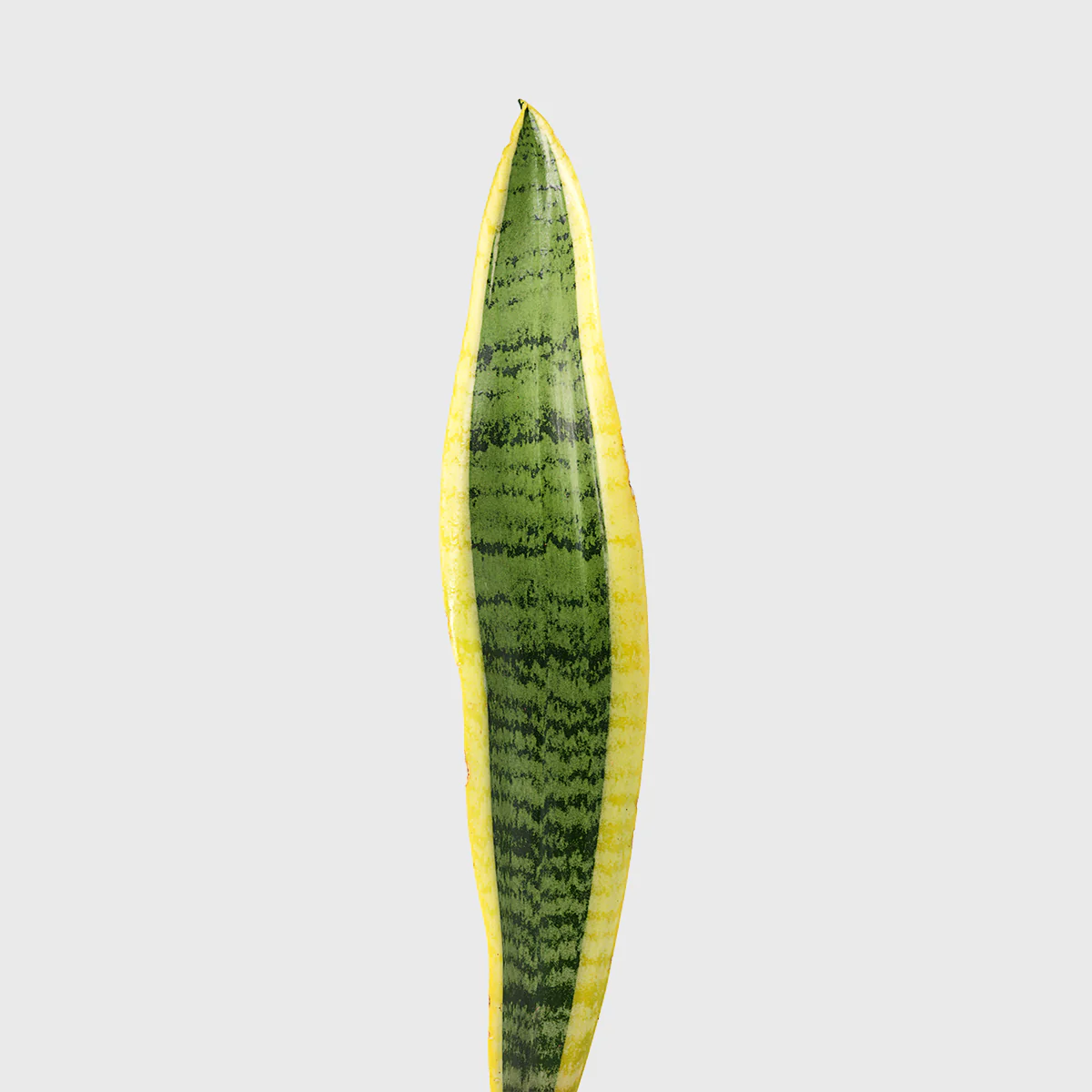 Variegated Snake Plant 6''