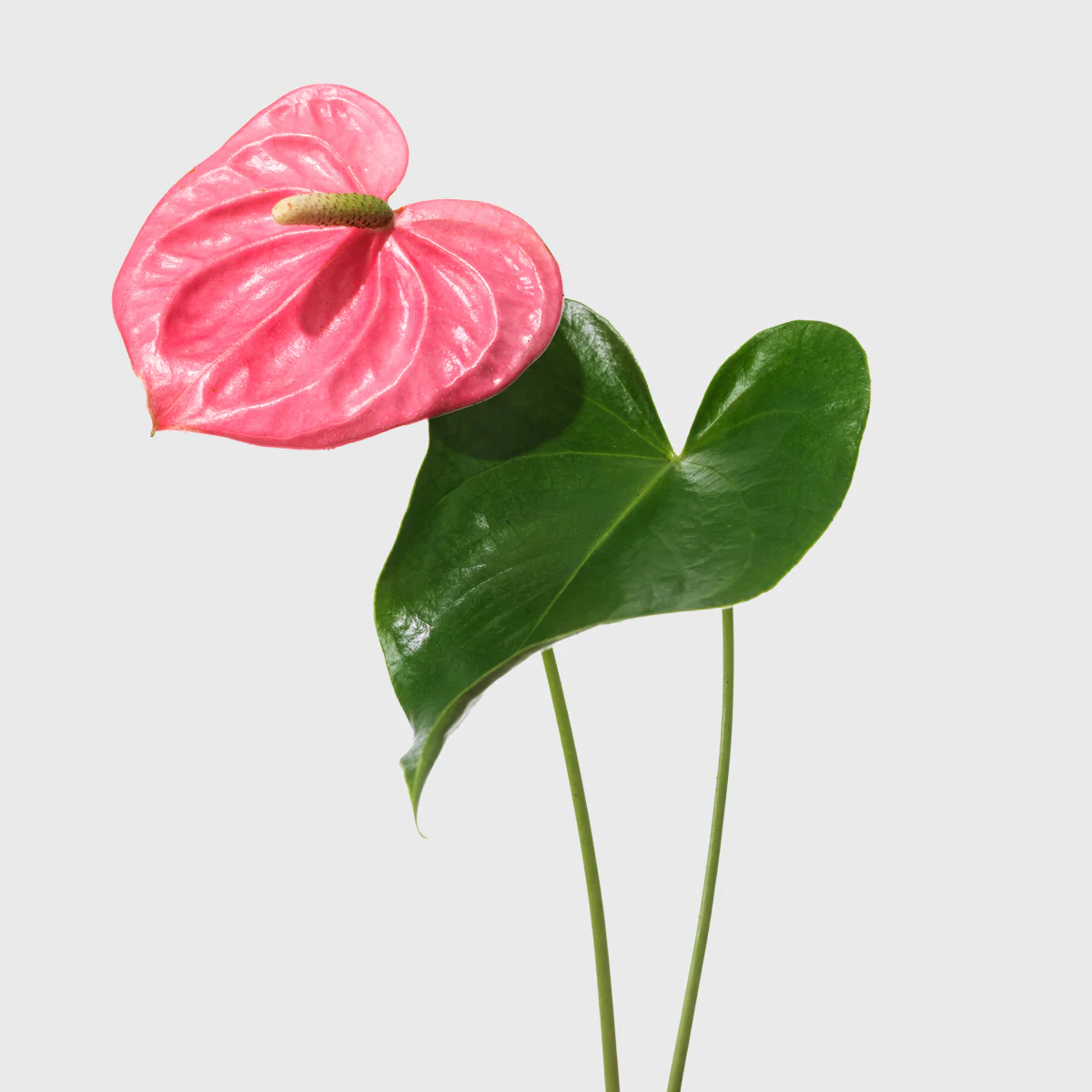 Pink Anthurium 6