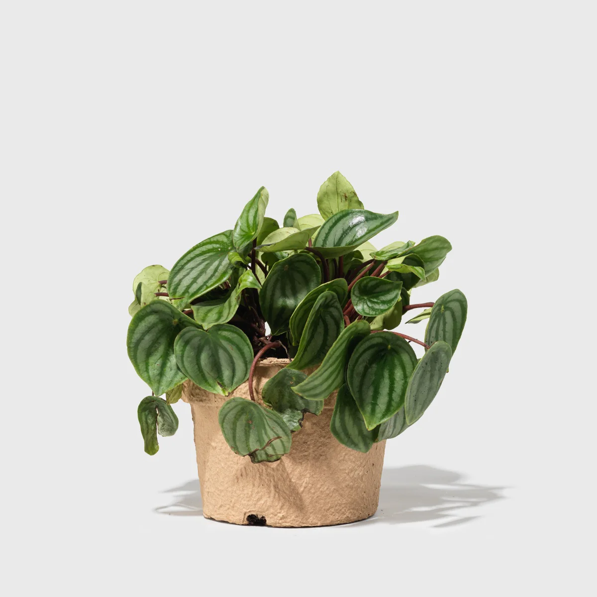 Watermelon Peperomia 6