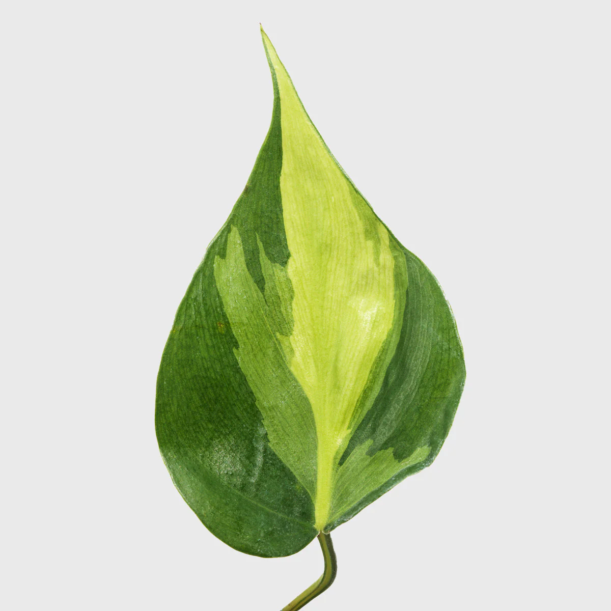 Philodendron Hederaceum 4