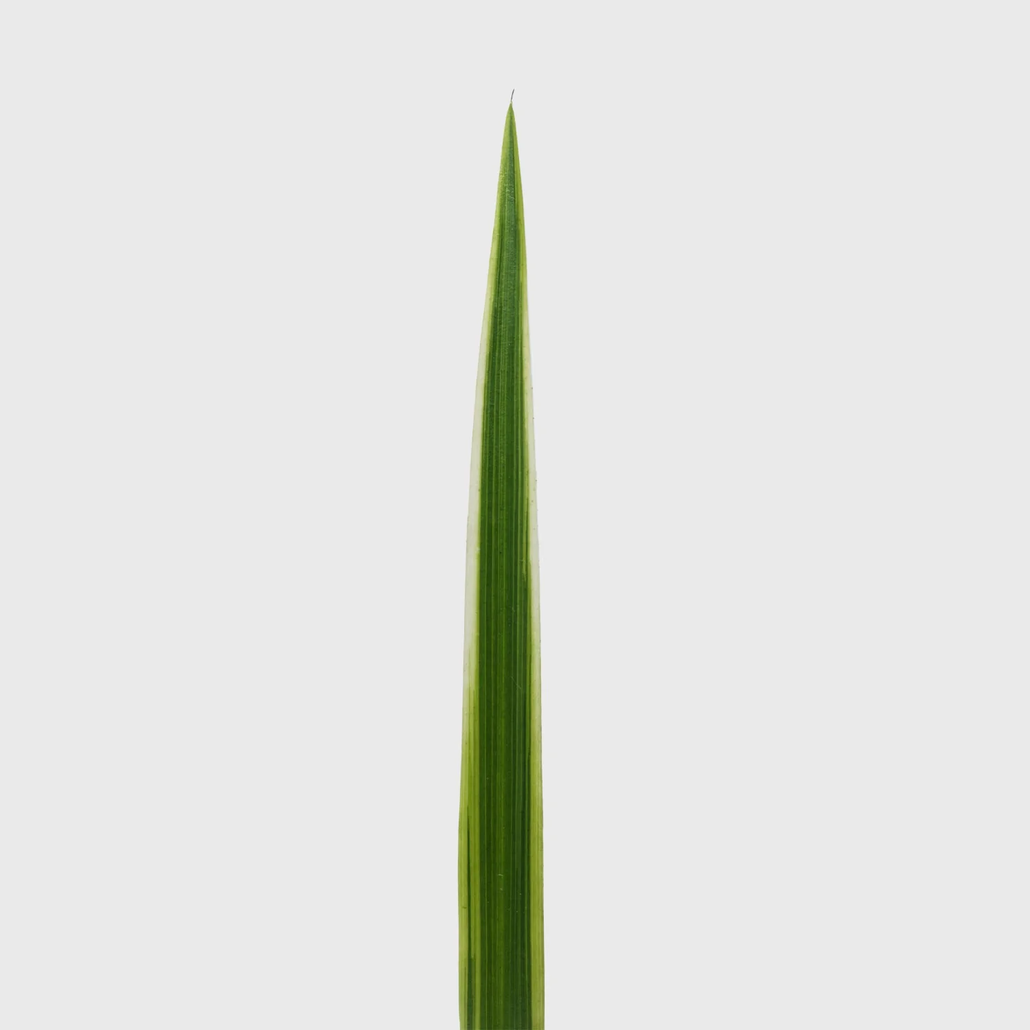 Variegated Spider Plant 8