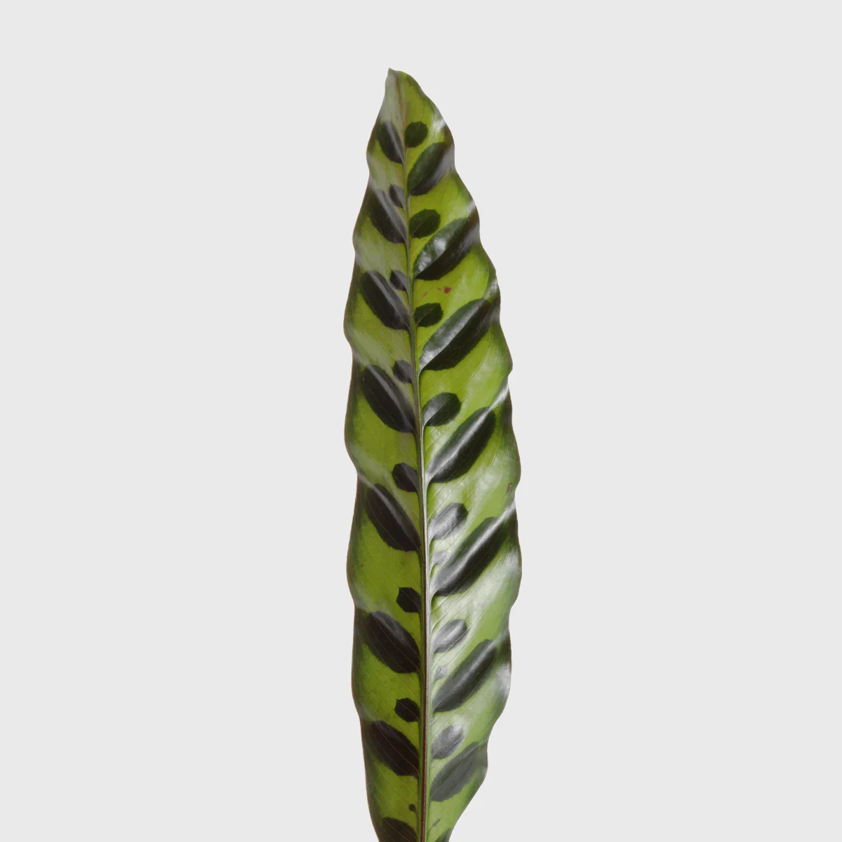 Rattlesnake Plant 6