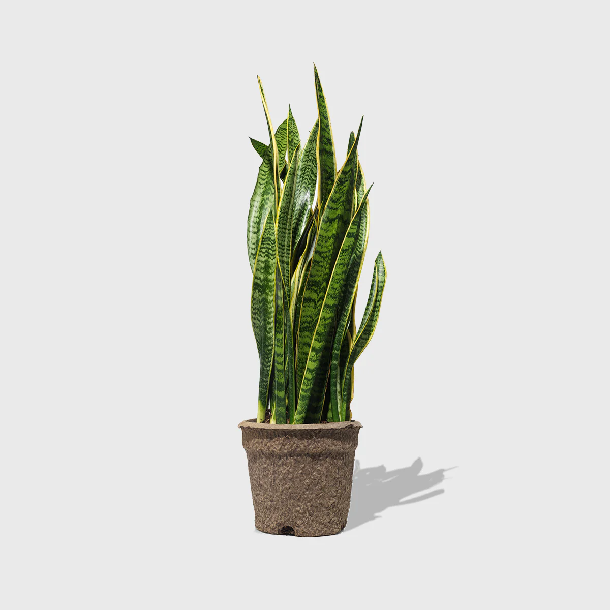 Variegated Snake Plant 8''