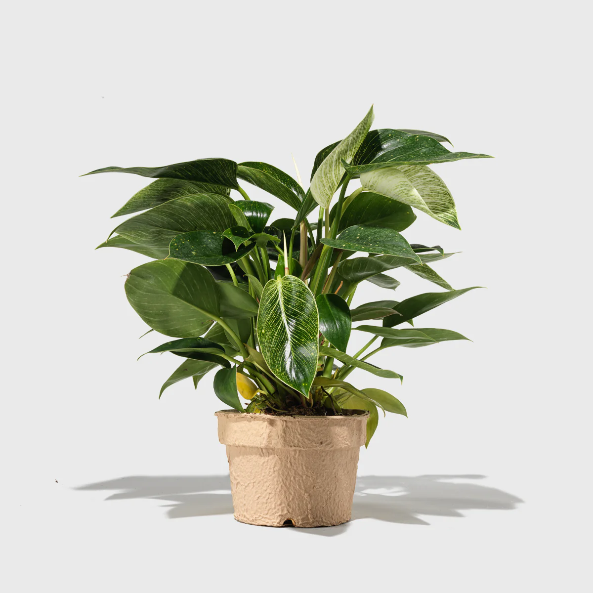 Philodendron 'Birkin' 6
