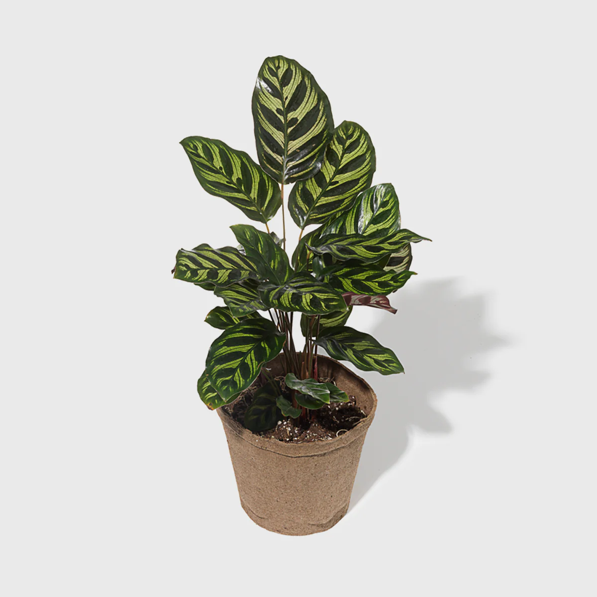 Peacock Plant 6