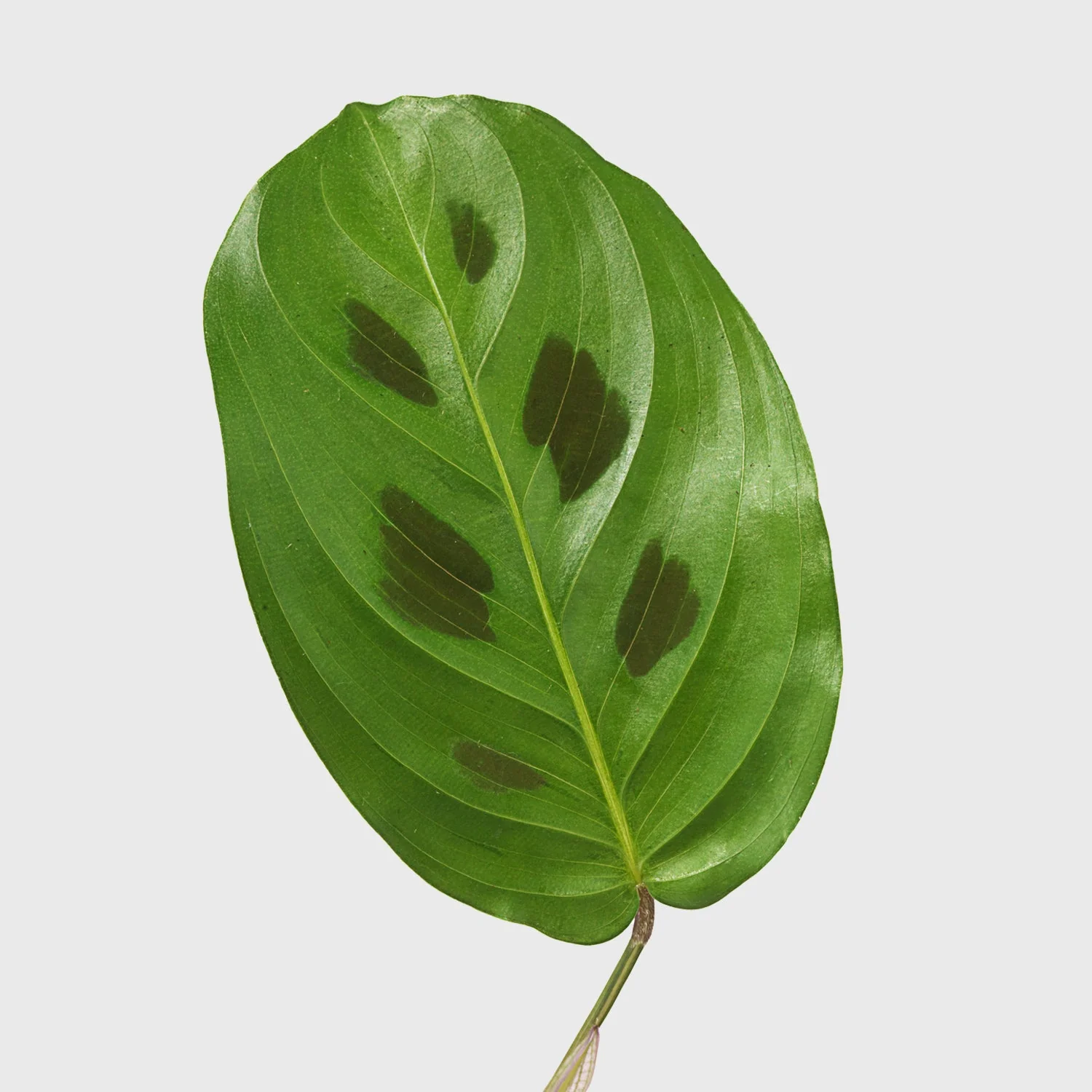 Prayer Plant 6