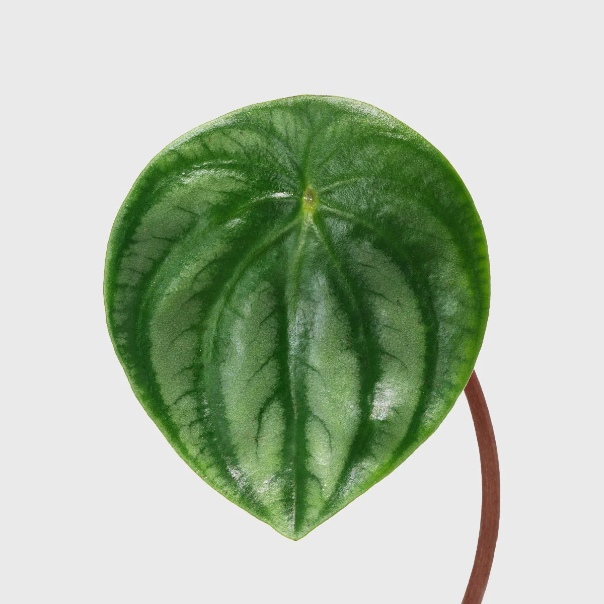 Watermelon Peperomia 6