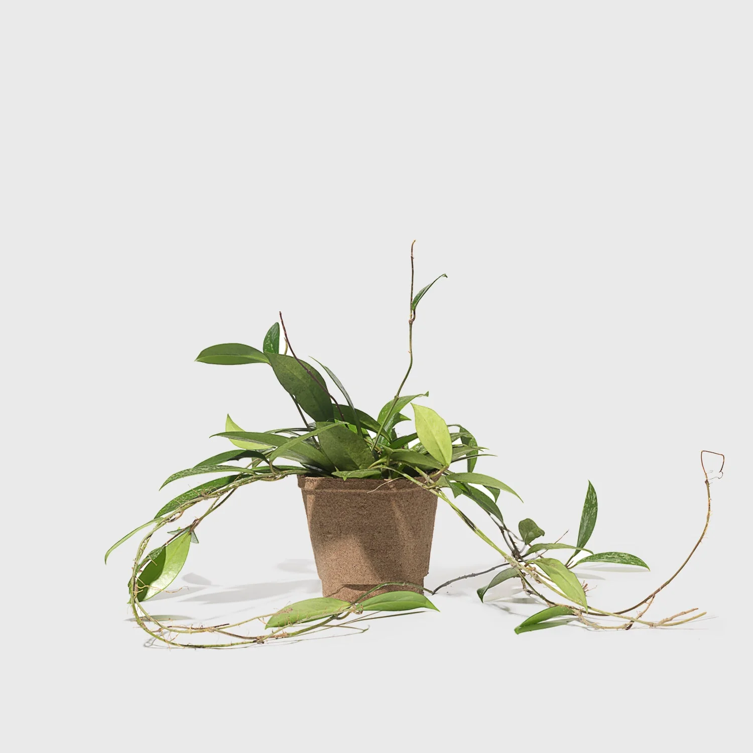 Pink Silver Plant 6