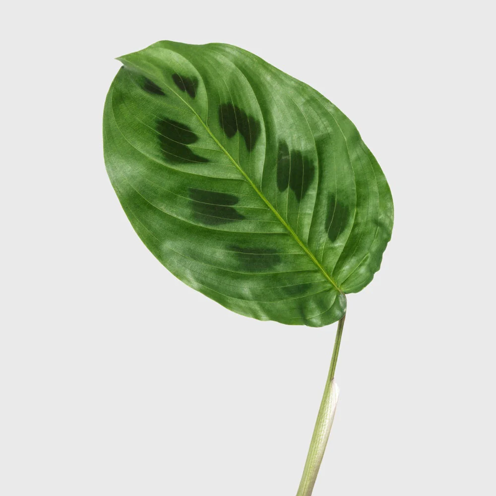 Prayer Plant 8