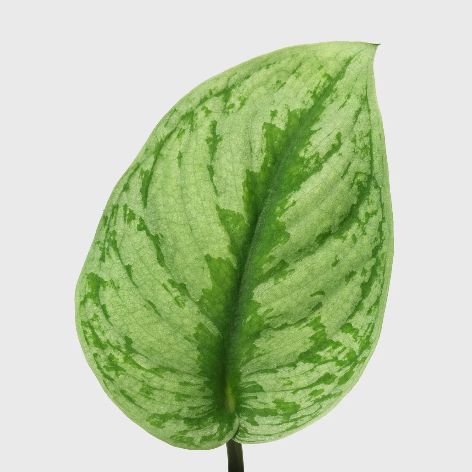 Silver Splash Pothos 4