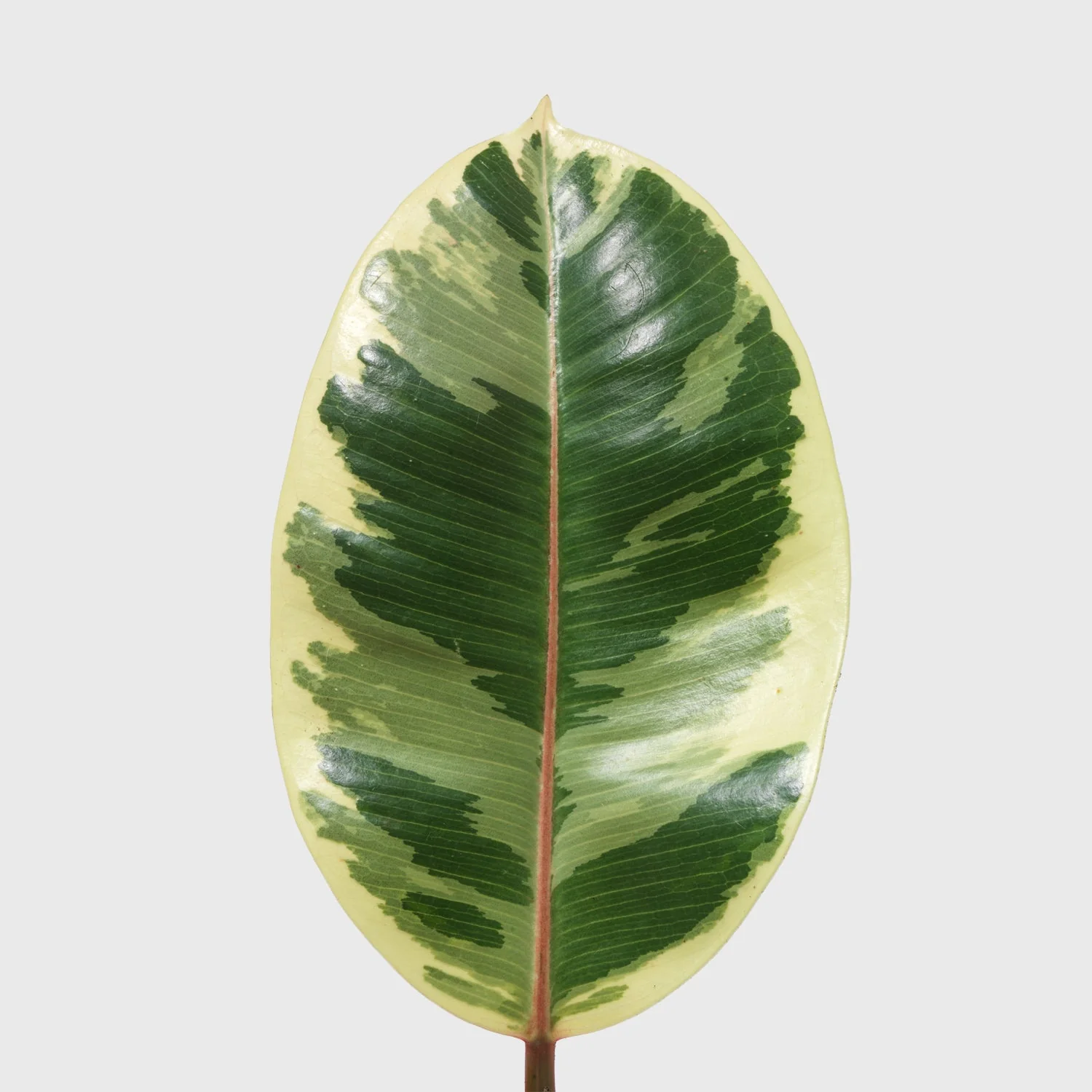 Variegated Rubber Plant 8
