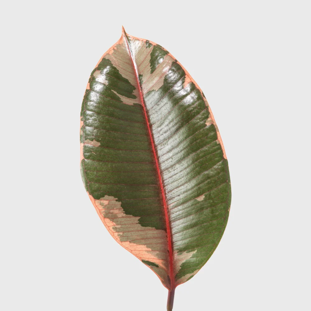Ruby Pink Rubber Tree 8