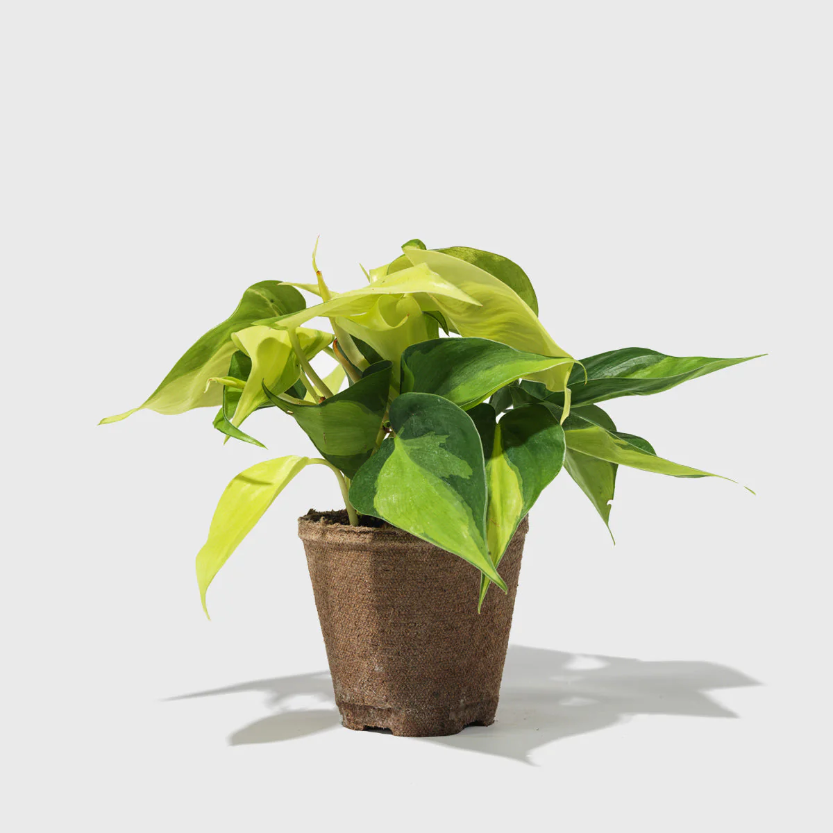 Philodendron Hederaceum 4