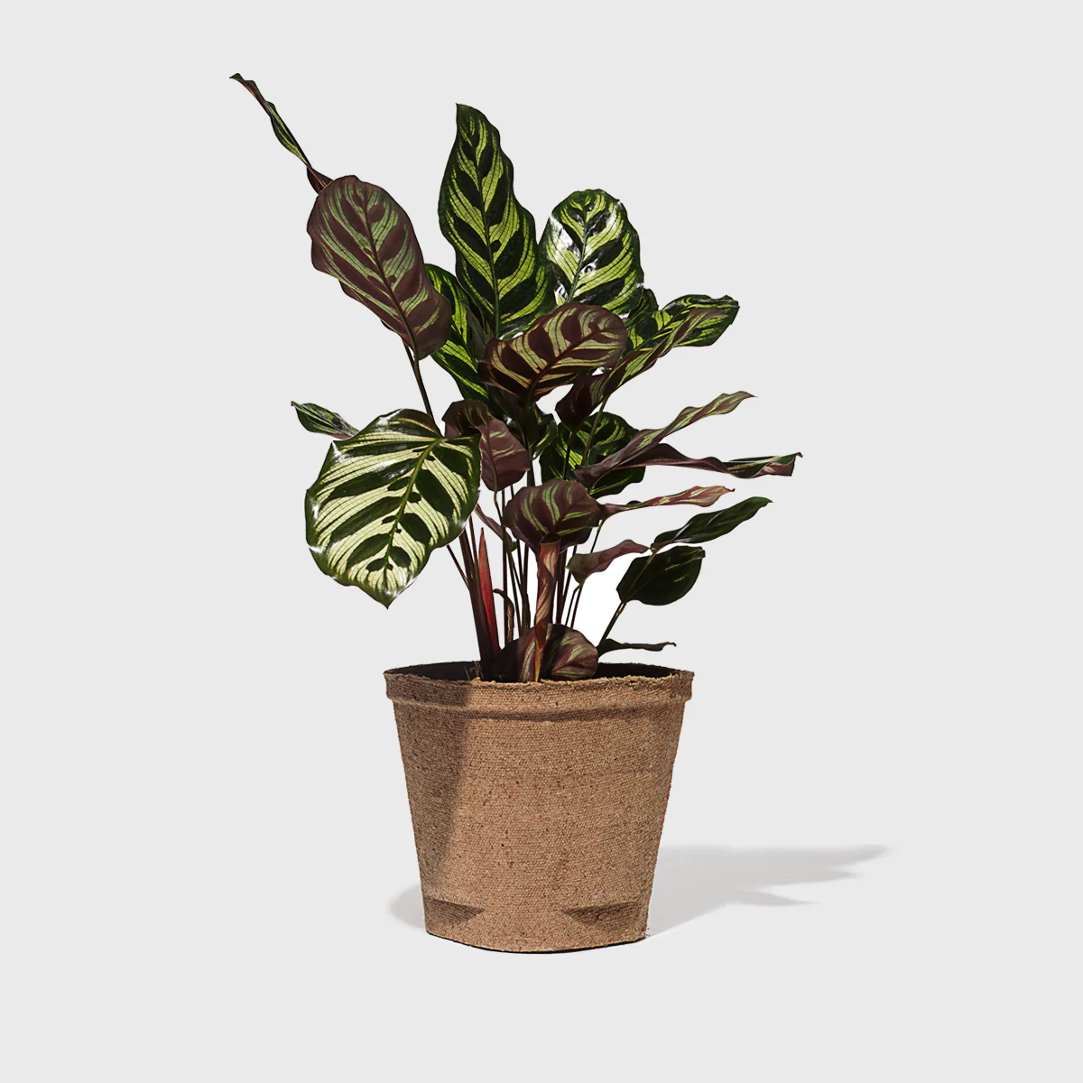 Peacock Plant 6