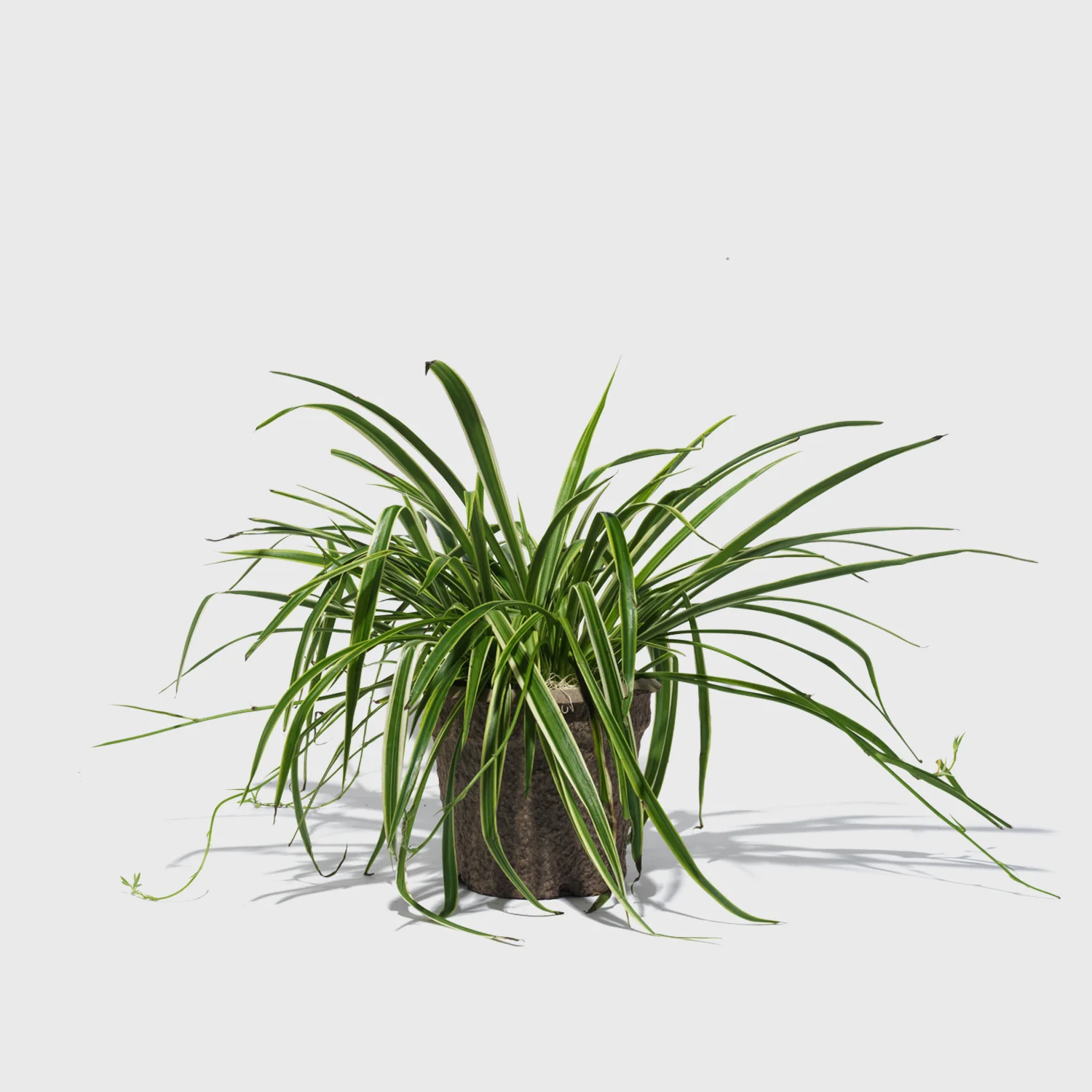 Variegated Spider Plant 8