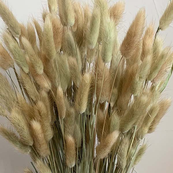 Dried Bunny Tail Bundles, Set of 2