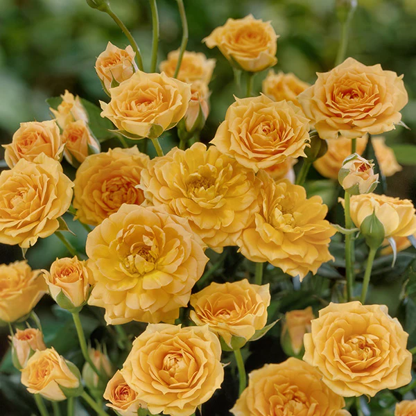 Rose Orange Honey
