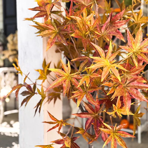 52 Inch Potted Foliage Maple Leaf Faux Tree