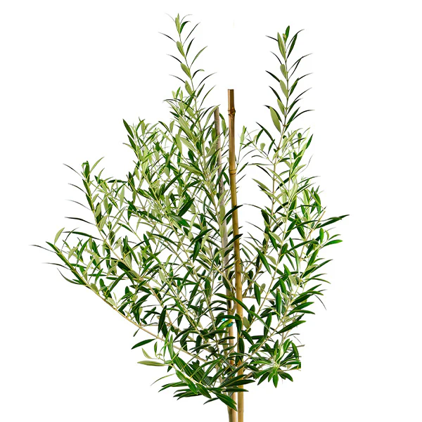 Olive Tree