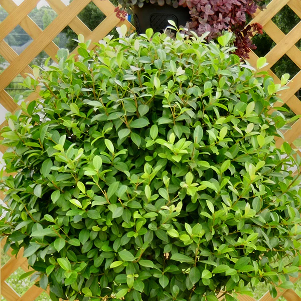 Eugenia Globe Topiary