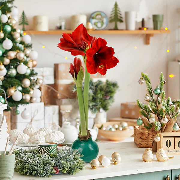 Live HUGE Holiday Amaryllis Blooming Bouquet Bulbs in Wax, Set of 3