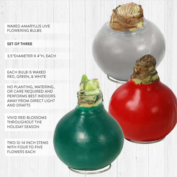 Live HUGE Holiday Amaryllis Blooming Bouquet Bulbs in Wax, Set of 3